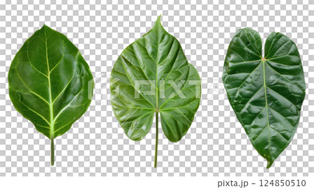 Glossy Heart-Shaped Green Leaves 124850510