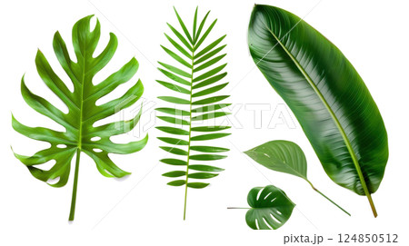 Tropical Leaf Collection on White Background 124850512