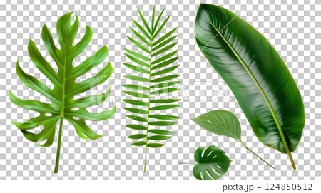 Tropical Leaf Collection on White Background 124850512