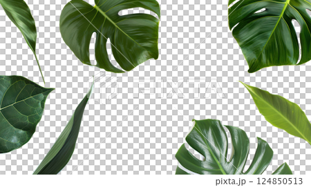 Tropical Leaves Collection 124850513
