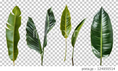 Isolated Tropical Leaves Collection 124850514