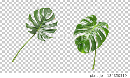 Two Monstera Leaves Isolated 124850519