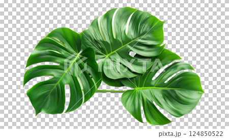 Tropical Monstera Leaves on White Tropical Monstera Leaves on White 124850522