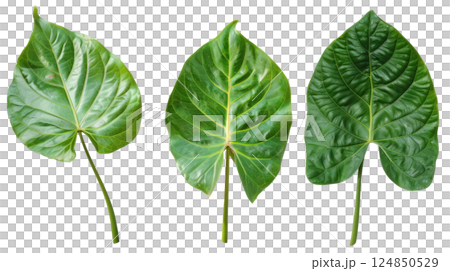 Green Leaves Set on White Background. Isolated cutout PNG 124850529