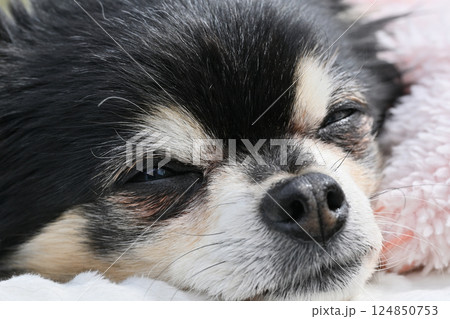 犬の寝顔のアップ　チワワ 124850753