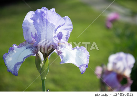 Self-grown blue or purple Iris flower in summer garden on flowerbed. Close up. Outdoors. 124850812