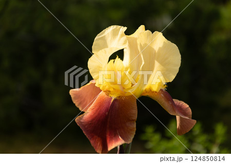 Bearded Irises flowers in summer garden on flowerbed. Close up. Outdoors. 124850814