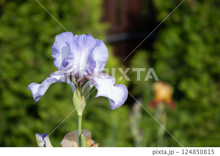 Self-grown blue or purple Iris flower in summer garden on flowerbed. Close up. Outdoors. 124850815