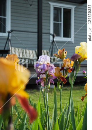 Irises flowers of different varieties in garden in front of veranda of private wooden house. Outdoors. Summer season. Focus on the flowers. 124850825