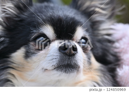 犬の顔のアップ　チワワ 124850969