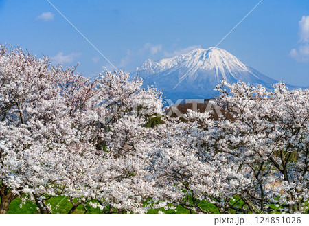 桜並木と伯耆大山 124851026