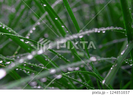 fresh green grass with water drops close-up 124851037