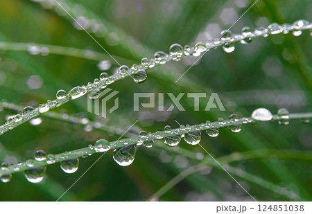 Grass on a blurred background with dew drops in the center of the frame Grass on a blurred background with dew drops in the center of the frame 124851038
