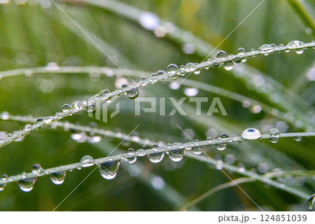 Grass after the rain with drops on it, close-up. selective focus 124851039