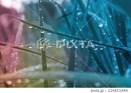 Grass with dew drops, close-up. Photo in pink, blue, yellow colors 124851044