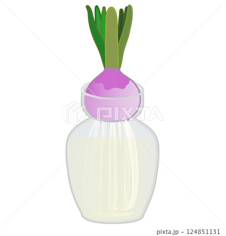 ヒアシンスの水栽培のイラスト ヒアシンスの水栽培のイラスト 124851131