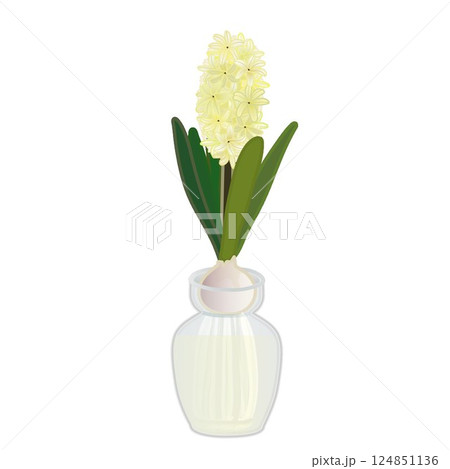 クリーム色のヒアシンスの水栽培のイラスト 124851136