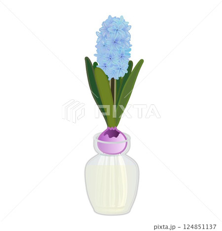 青いヒアシンスの水栽培のイラスト 124851137