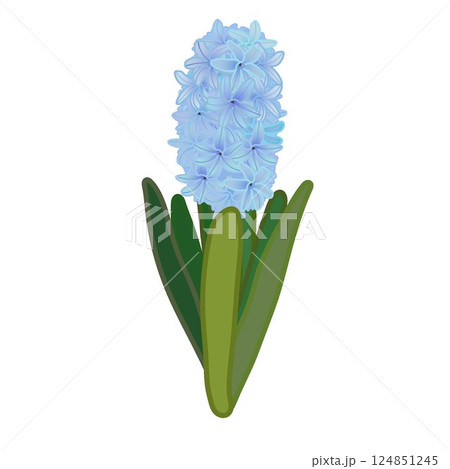 ヒアシンスのイラスト 124851245
