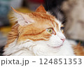 Portrait of astonished red and white cat 124851353