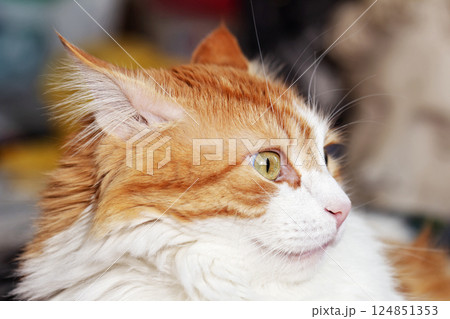 Portrait of astonished red and white cat Portrait of astonished red and white cat 124851353