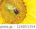Bee on yellow open sunflower 124851354