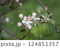Pretty apple branch with pink and white buds 124851357