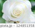 Real pretty white rose flower large 124851358