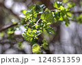 Young green leaves in spring on branches on sunny day 124851359