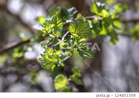 Young green leaves in spring on branches on sunny day Young green leaves in spring on branches on sunny day 124851359