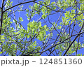 Pretty young spring leaves against sunny blue sky 124851360