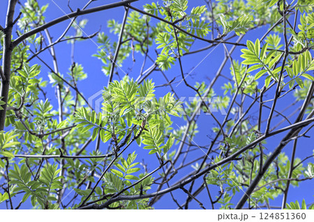 Pretty young spring leaves against sunny blue sky Pretty young spring leaves against sunny blue sky 124851360