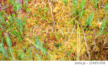 Close-up view of a lush peat bog surface with vibrant sphagnum moss in yellow and orange hues, interspersed with green wetland plants 124851456
