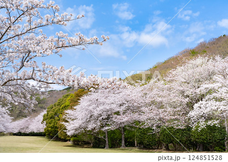 東伊豆クロスカントリークラブの桜並木 東伊豆クロスカントリークラブの桜並木 124851528
