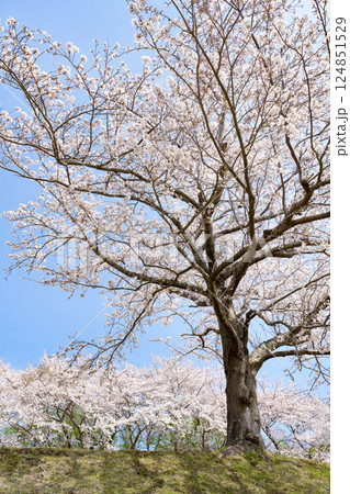 東伊豆クロスカントリークラブの桜並木 東伊豆クロスカントリークラブの桜並木 124851529