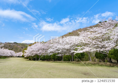 東伊豆クロスカントリークラブの桜並木 東伊豆クロスカントリークラブの桜並木 124851530