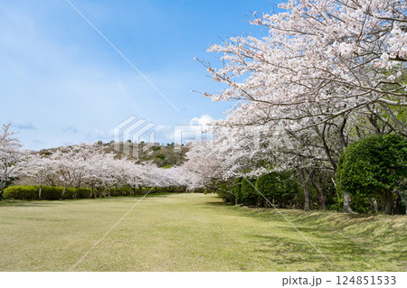 東伊豆クロスカントリークラブの桜並木 東伊豆クロスカントリークラブの桜並木 124851533
