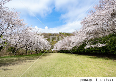 東伊豆クロスカントリークラブの桜並木 東伊豆クロスカントリークラブの桜並木 124851534
