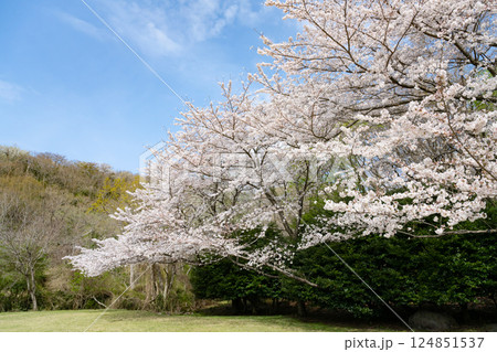 東伊豆クロスカントリークラブの桜並木 124851537