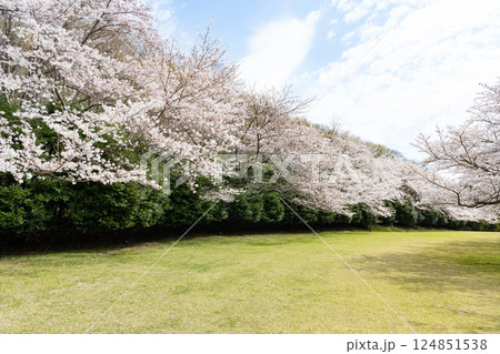 東伊豆クロスカントリークラブの桜並木 東伊豆クロスカントリークラブの桜並木 124851538