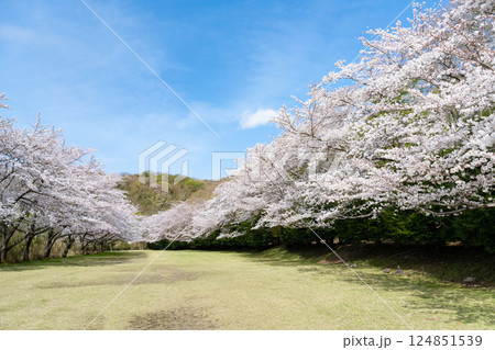 東伊豆クロスカントリークラブの桜並木 124851539
