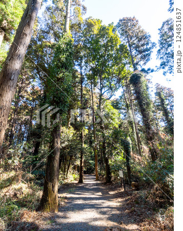 千葉県山武郡にある坂田城跡の厳かな散策路 124851637