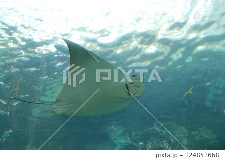 エイ（名古屋港水族館　愛知県 名古屋市 港区） 124851668