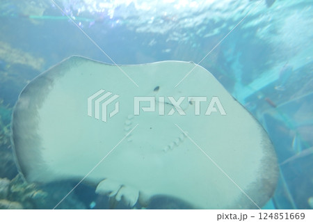 エイ(名古屋港水族館 愛知県 名古屋市 港区) エイ(名古屋港水族館 愛知県 名古屋市 港区) 124851669