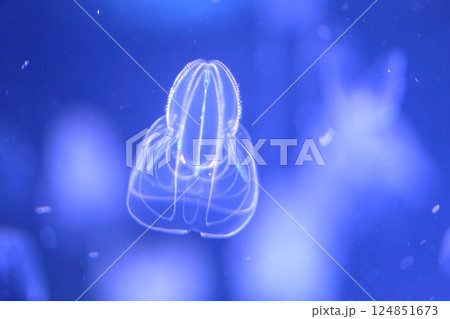 クラゲ（名古屋港水族館　愛知県 名古屋市 港区） 124851673