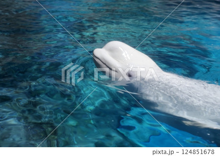 ベルーガ シロイルカ(名古屋港水族館 愛知県 名古屋市 港区) ベルーガ シロイルカ(名古屋港水族館 愛知県 名古屋市 港区) 124851678