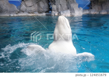 ベルーガ　シロイルカ（名古屋港水族館　愛知県 名古屋市 港区） 124851679