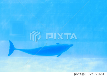 水族館のイルカ 水族館のイルカ 124851681