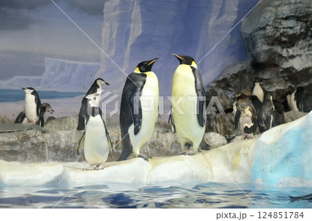 ペンギン水族館　コウテイペンギン 、エンペラーペンギン 124851784