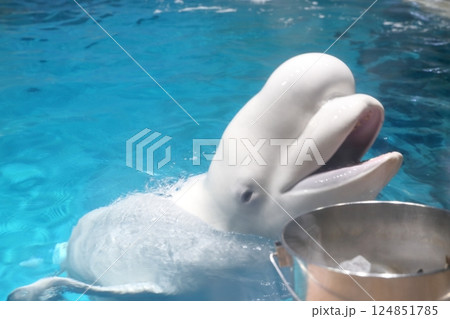 ベルーガ シロイルカ(名古屋港水族館 愛知県 名古屋市 港区) ベルーガ シロイルカ(名古屋港水族館 愛知県 名古屋市 港区) 124851785